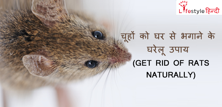 Get Rid of Rats Naturally