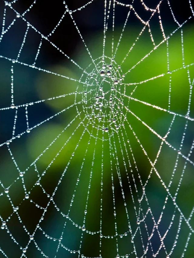 Home Remedies to Get Rid of Spider – घर से मकडिय़ों को दूर भगाने के कारगर तरीके